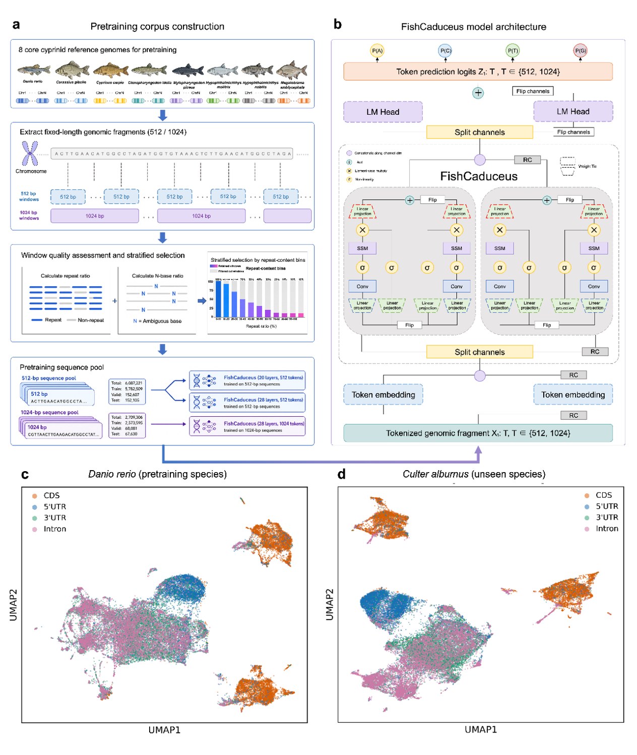 Main figure — FishCaduceus: A DNA Language Model for Cyprinid Genomics at Single-Nucleotide Resolution