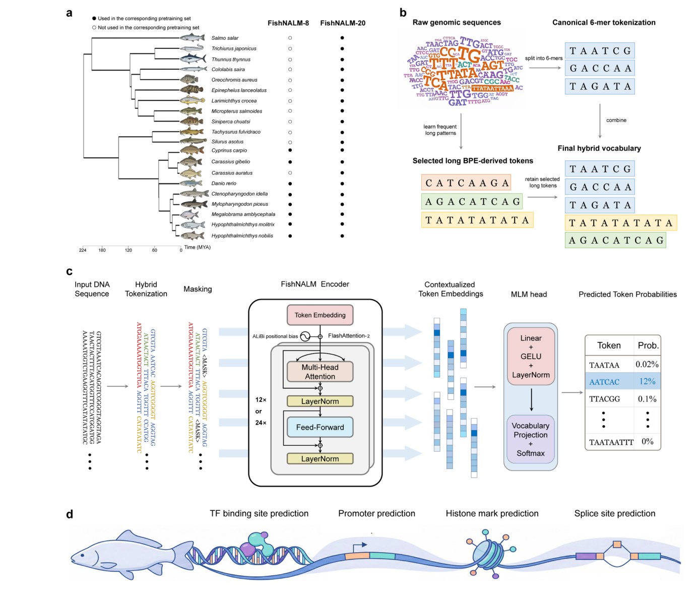 Main figure — FishNALM: A Foundation DNA Language Model for Fish Genomes
